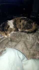 Lost Cat