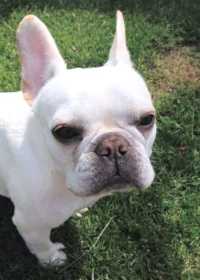 Lost Dog
