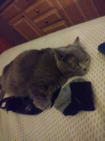 Lost Cat