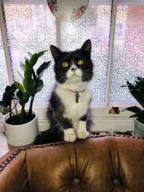 Lost Cat