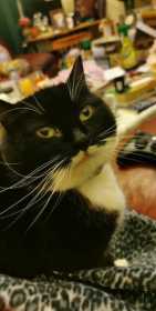 Lost Cat
