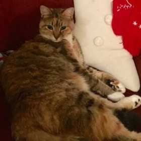 Lost Cat