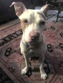 Lost Dog