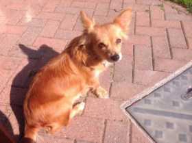 Lost Dog