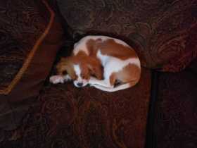 Lost Dog