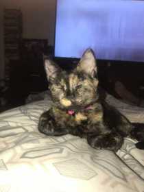 Lost Cat