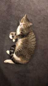 Lost Cat