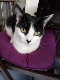 Lost Cat