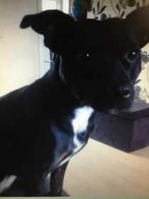 Lost Dog