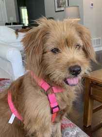 Lost Dog