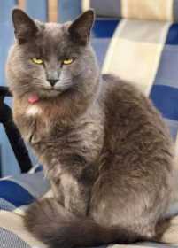 Lost Cat