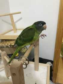 Lost Conure