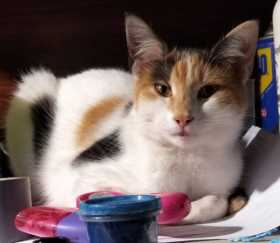 Lost Cat