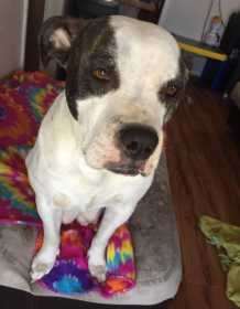Lost Dog