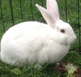 Lost Rabbit