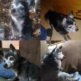 Lost Dog