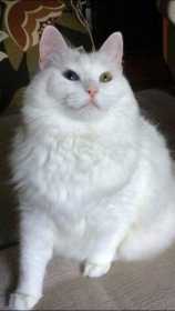 Lost Cat