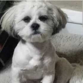 Lost Dog