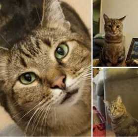 Lost Cat