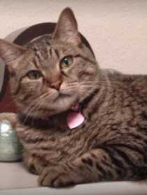 Lost Cat