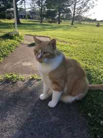 Lost Cat