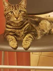 Lost Cat