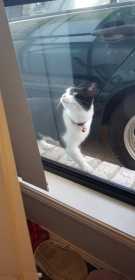 Lost Cat