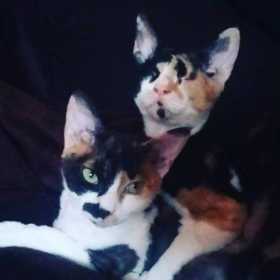 Lost Cat