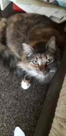 Lost Cat