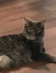 Lost Cat