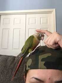 Lost Conure