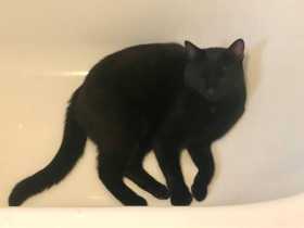 Lost Cat
