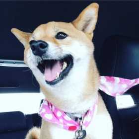 Lost Dog