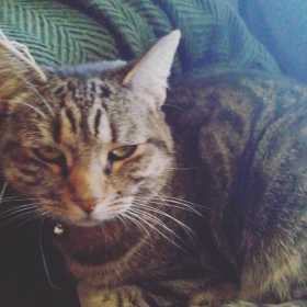 Lost Cat