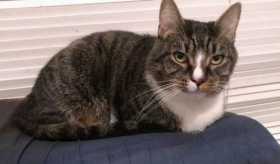 Lost Cat