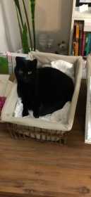 Lost Cat