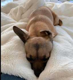 Lost Dog