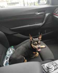 Lost Dog