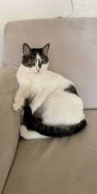 Lost Cat