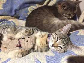 Lost Cat