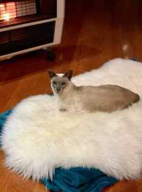 Lost Cat