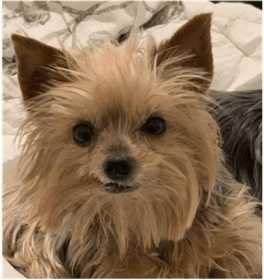 Lost Dog