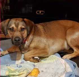 Lost Dog