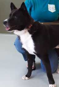 Lost Dog