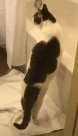 Lost Cat