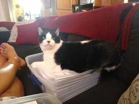 Lost Cat