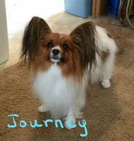 Lost Dog
