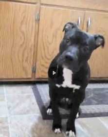Lost Dog