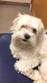 Lost Dog