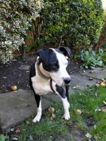 Lost Dog